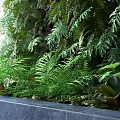 Living Plant Wall With Lush Green Foliage And Various Leaf Types For Indoor Decor