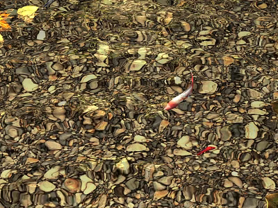 Red Koi Fish Swimming Underwater Among Small And Large Pebbles In Clear Rippled Water 3d model