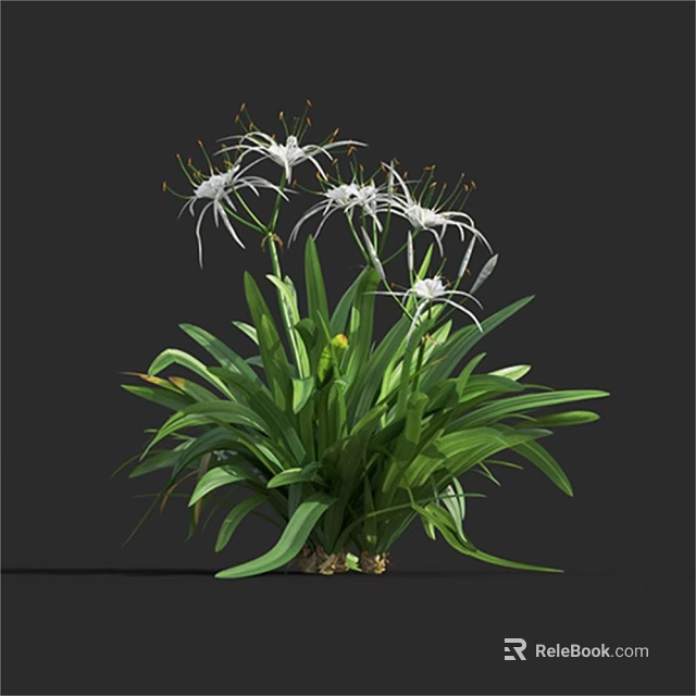 Elegant Spider Lily Plant with White Slender Petals and Green Leaves in Garden 3d model 