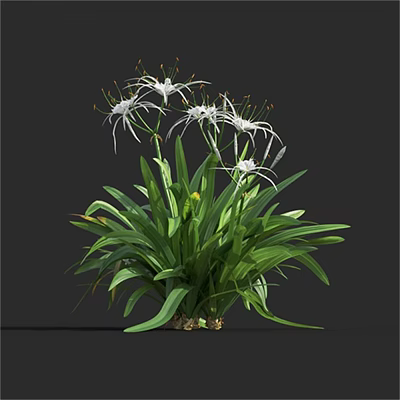 Elegant Spider Lily Plant with White Slender Petals and Green Leaves in Garden 3d model