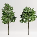 Modern Tree Landscape Tree Combination 3d model