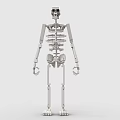 Educational Building Blocks Human Skeleton Model With Posable Joints And Detailed Structure 3d model