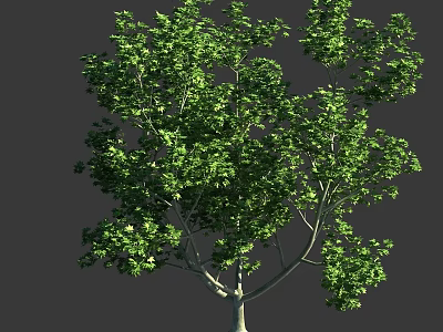Lush Green Tree With Dense Foliage And Sturdy Trunk In Natural Environment 3d model