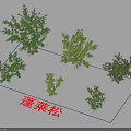 Penglai Pine Arbor Display Featuring Multiple Sizes And Vibrant Green Foliage 3d model