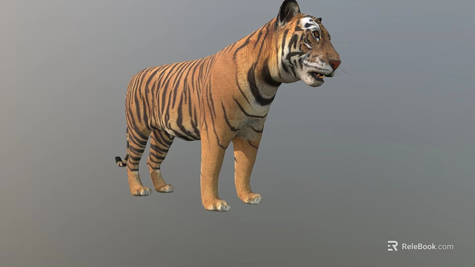 Realistic 3D Model Of A Standing Tiger With Striped Fur And Detailed Features 3d model 