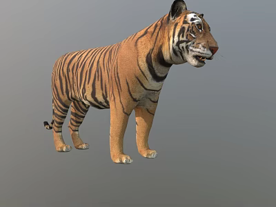 Realistic 3D Model Of A Standing Tiger With Striped Fur And Detailed Features 3d model
