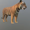 Realistic 3D Model Of A Standing Tiger With Striped Fur And Detailed Features
