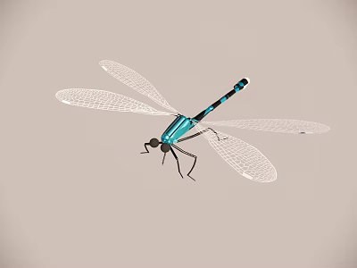 Realistic Blue Dragonfly With Transparent Wings And Black Stripes Isolated On Plain Background 3d model