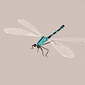 Realistic Blue Dragonfly With Transparent Wings And Black Stripes Isolated On Plain Background