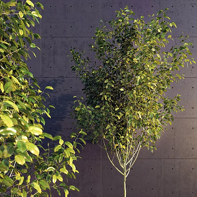 Arbor With Green Leaves And Lush Branches Against Gray Concrete Wall 3d model
