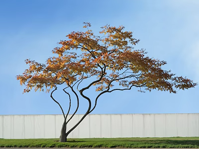 Deciduous Tree with Orange Yellow Leaves and Curved Branches Blue Sky White Wall Green Grass 3d model