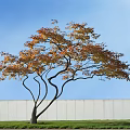 Deciduous Tree with Orange Yellow Leaves and Curved Branches Blue Sky White Wall Green Grass