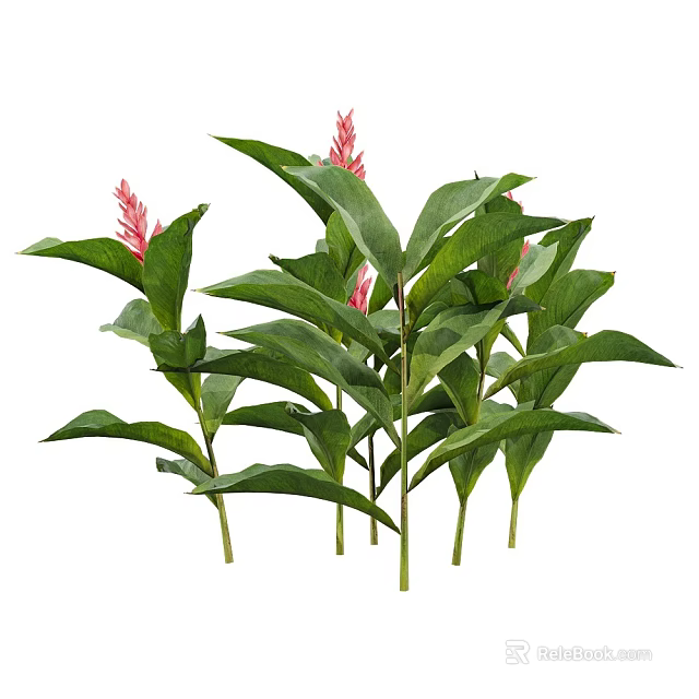 Tropical Plants With Lush Green Broad Leaves And Pink Spiked Flowers 3d model 