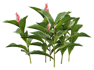 Tropical Plants With Lush Green Broad Leaves And Pink Spiked Flowers 3d model