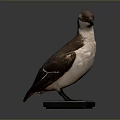 Detailed Bird Taxidermy Specimen Standing On Black Base Against Dark Background