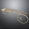 Complete Lizard Skeleton on Dark Background Showcasing Detailed Bone Structure 3d model