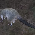 Gray Reptile With Long Tail Pointed Ears In Natural Grassland Woodland Habitat