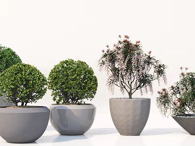 Potted Bonsai Plants With Various Shapes Green Foliage And Decorative Gray Planters 3d model