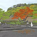 Japanese Garden With Green Pine Trees Red Maple Stone Lanterns And Zen Gravel Pathways