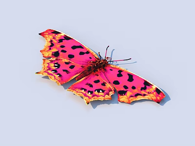 Vibrant Pink and Orange Butterfly with Black Spots on Serrated Wings Against White Background 3d model