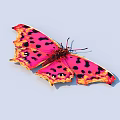Vibrant Pink and Orange Butterfly with Black Spots on Serrated Wings Against White Background