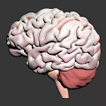 Detailed 3D Rendering of Human Brain Anatomy With Pinkish Gray Texture