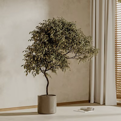 Indoor Bonsai Tree With Lush Foliage And Curved Trunk In Light Colored Pot 3d model
