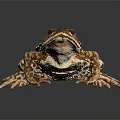Brown Patterned Toad With Textured Skin And Large Eyes On Dark Background 3d model