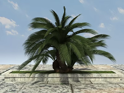 Tall Palm Tree With Large Green Fronds In Stone Planter On Slate Pavement 3d model