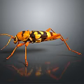 Orange and Black Spotted Beetle With Long Antennae and Legs on Dark Background