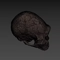 Detailed Cracked Tan Skull 3D Model for Game and Movie Character Design
