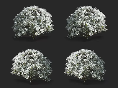 Lush White Flowering Shrubs in Full Bloom Isolated on Dark Background 3d model