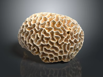 Coral Polyps Structure With Intricate Honeycomb Pattern On Gray Background 3d model