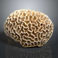 Coral Polyps Structure With Intricate Honeycomb Pattern On Gray Background