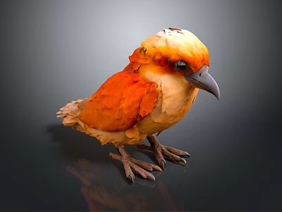 Vibrant Orange and Yellow Bird with White Head Feathers Standing on Dark Reflective Surface 3d model