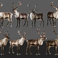 High Quality Reindeer Images Featuring Eight Different Poses And Stances Collection 3d model