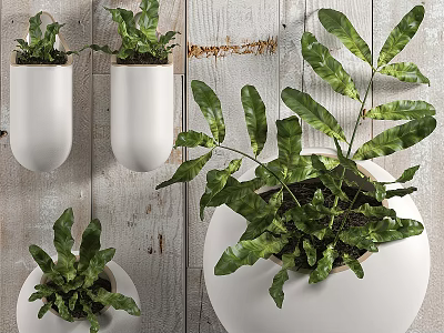 White Hanging Planters With Lush Green Ferns On Indoor Wooden Wall 3d model