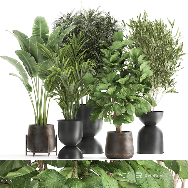 Indoor Decorative Ornament Set With Various Green Plants And Stylish Pots 3d model 
