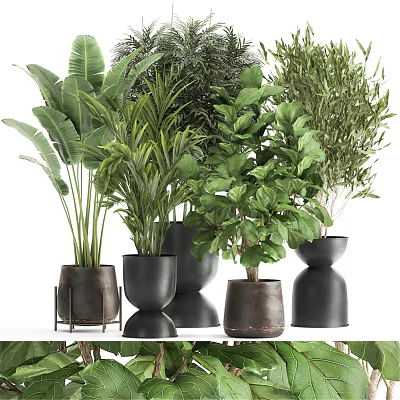Indoor Decorative Ornament Set With Various Green Plants And Stylish Pots 3d model
