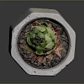 Vibrant Succulent Plant in Terracotta Hexagonal Pot with Green Top and Orange Base Leaves