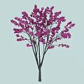Beautiful Tree With Pink Flowers And Many Branches Dense Blooms Light Blue Background