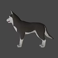 3D Rendered Husky Dog With Black And White Coat In Standing Pose On Gray Background