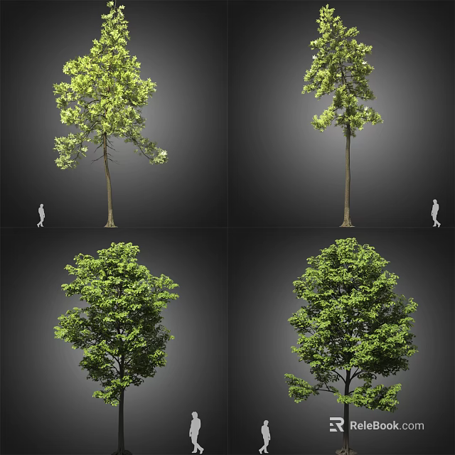 Different Arbor Tree Varieties with Green Foliage and Human Figure for Scale 3d model