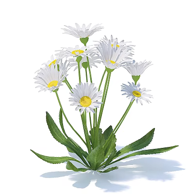 Many daisy plants flowers 3d model Many daisy plants flowers 3d model