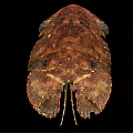 Close Up View Of Mantis Shrimp With Brown Spotted Exoskeleton And Striped Legs