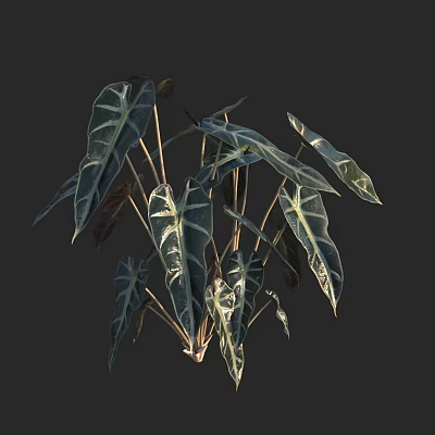 Modern black leaf Guanyinlian calla lily Guanyinlian shrub potted plant 3d model