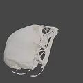Detailed Bird Skull Anatomy With Intricate Skeletal Structure On Black Background