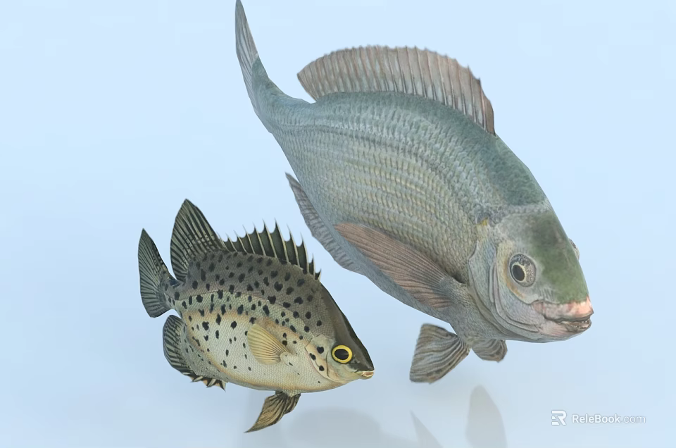 Two Aquatic Fish Large Gray And Small Spotted Swimming On Blue Background 3d model 