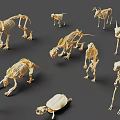 Detailed Animal Skeleton Models Collection Featuring Various Prehistoric And Modern Species