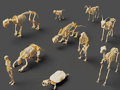 Detailed Animal Skeleton Models Collection Featuring Various Prehistoric And Modern Species 3d model